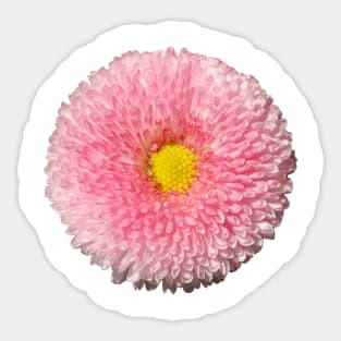 Daisy Sticker